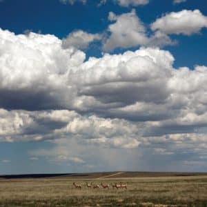 Fruit Bats - Tripper, Deluxe Reissue (Vinyl LP, + Bonus 7", White Vinyl)