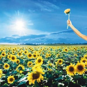 Stone Temple Pilots - Thank You (Vinyl 2xLP, Blue Vinyl)