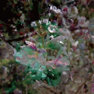 Kafka's Ibiki - Shiminkai (Vinyl LP)